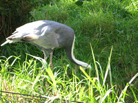 Woodland Park Zoo 2009