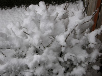 Snow 2008